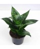 Sansevieria hannii m11                            