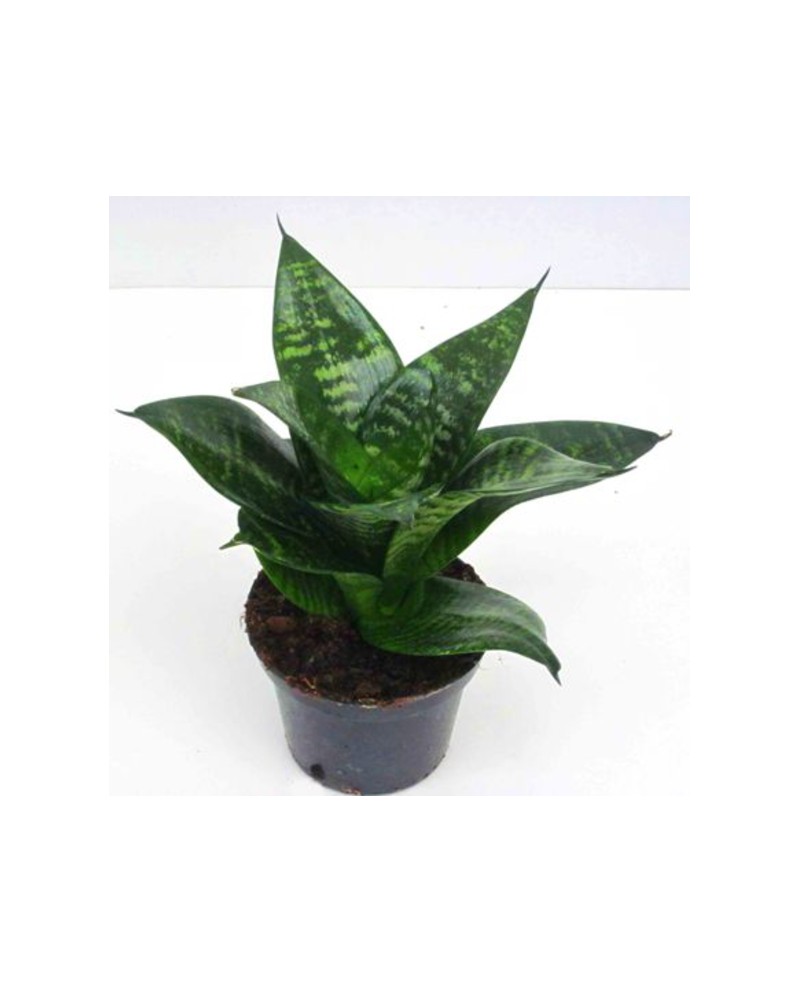 Sansevieria hannii m11                            