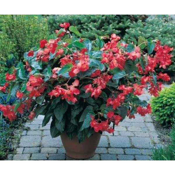 Begonia dragon wing 3lt                           