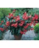 Begonia dragon wing 3lt                           
