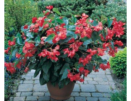 Begonia dragon wing 3lt                           