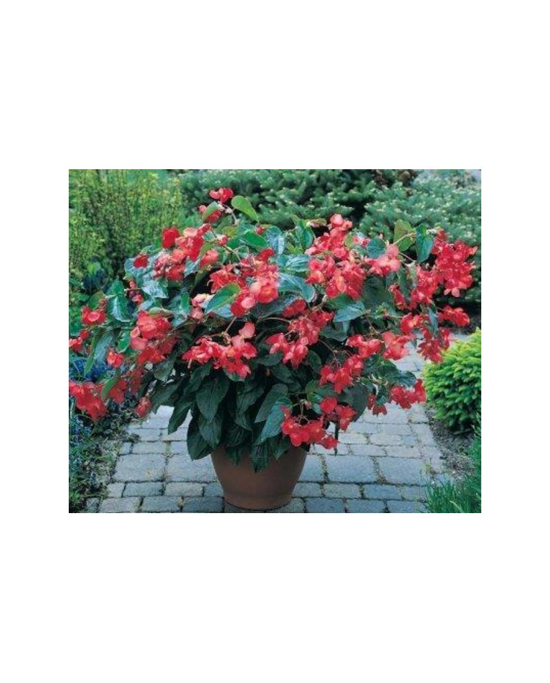 Begonia dragon wing 3lt                           