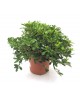 Pittosporum tobira nanum 10lt                     