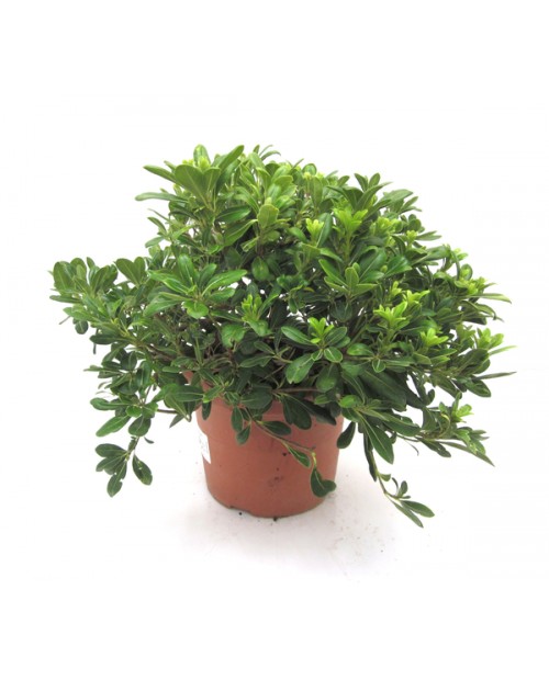 Pittosporum tobira nanum 10lt                     