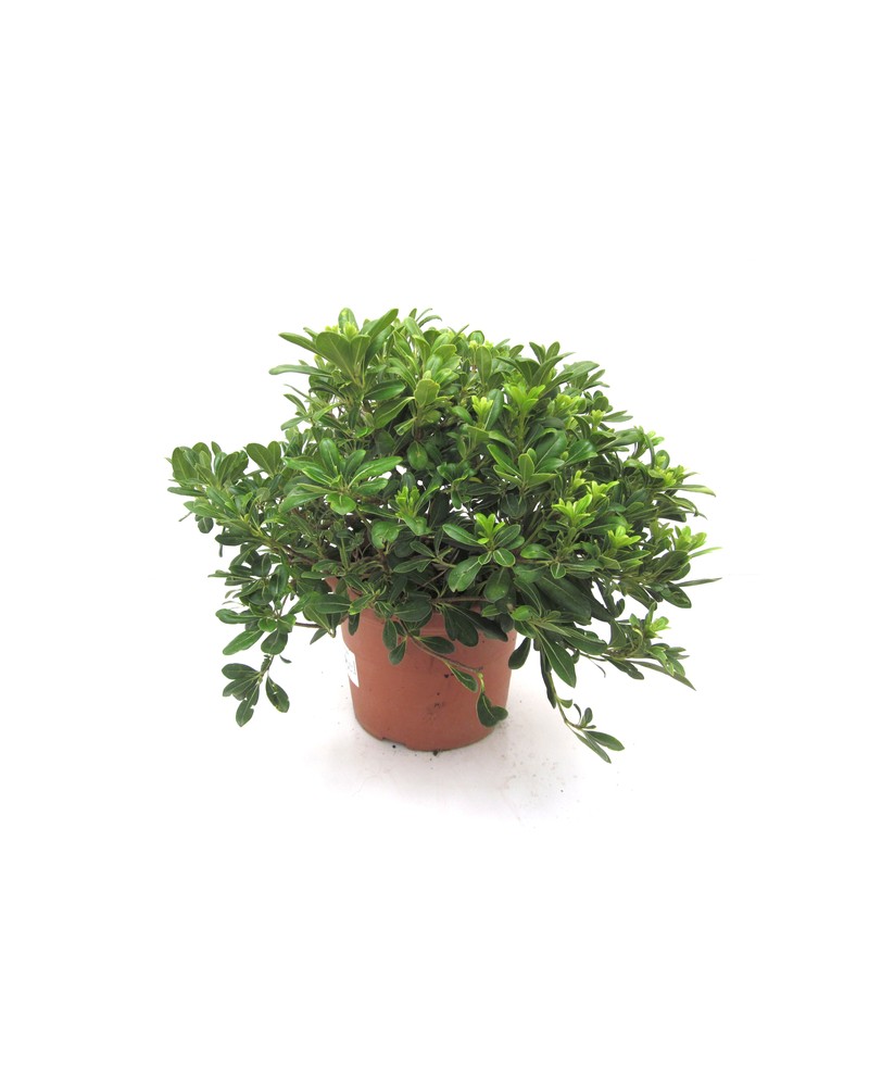 Pittosporum tobira nanum 10lt                     
