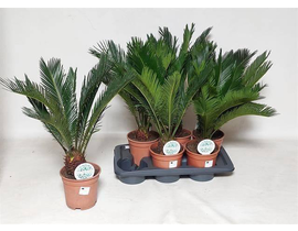 Cyca revoluta 10/12 m14                           