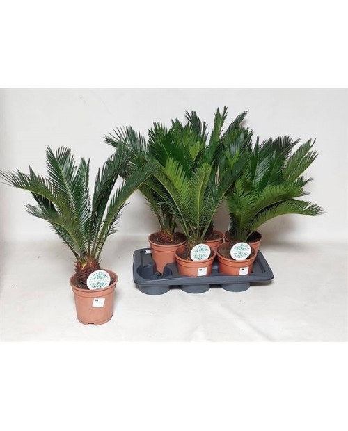 Cyca revoluta 10/12 m14                           