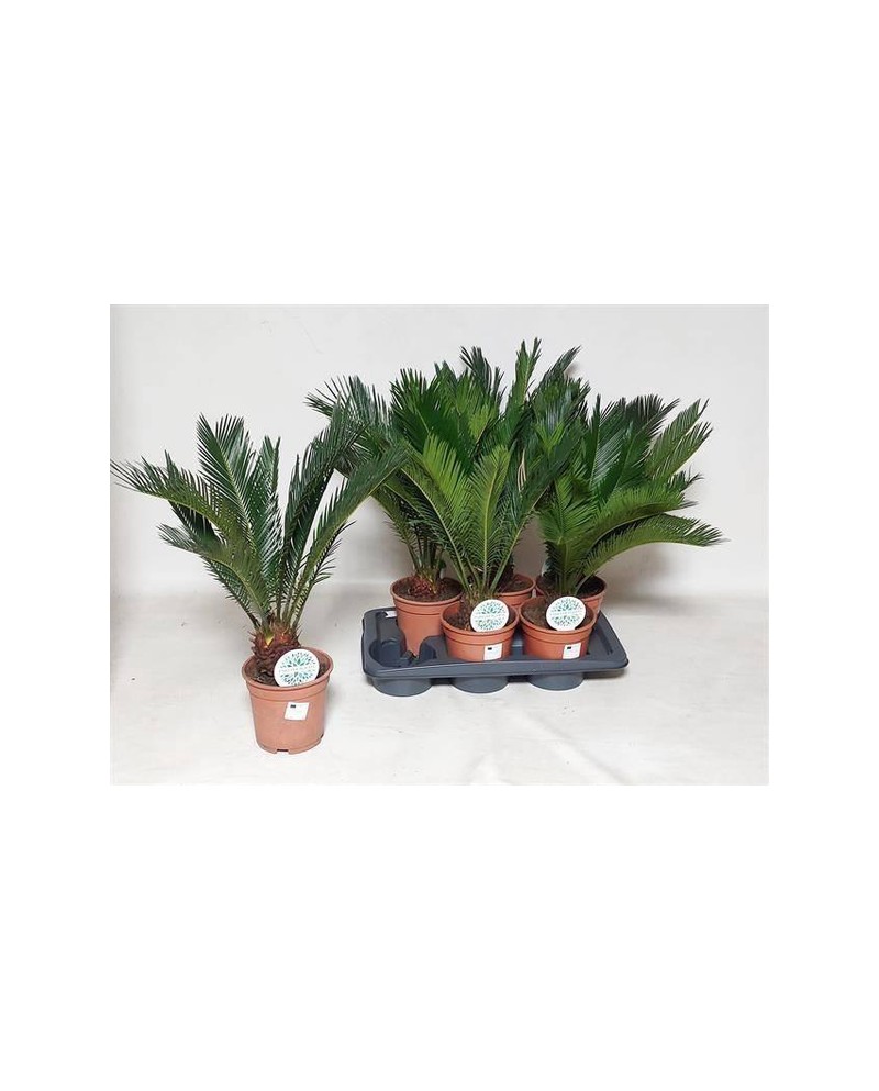 Cyca revoluta 10/12 m14                           