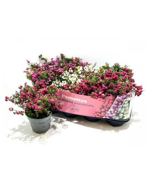 Pernettya mix m14                                 