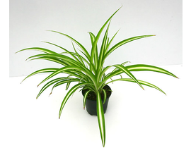 Chlorophytum m12                                  