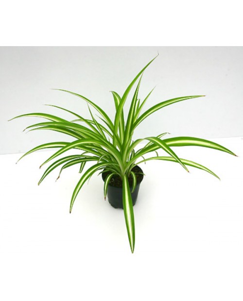 Chlorophytum m12                                  