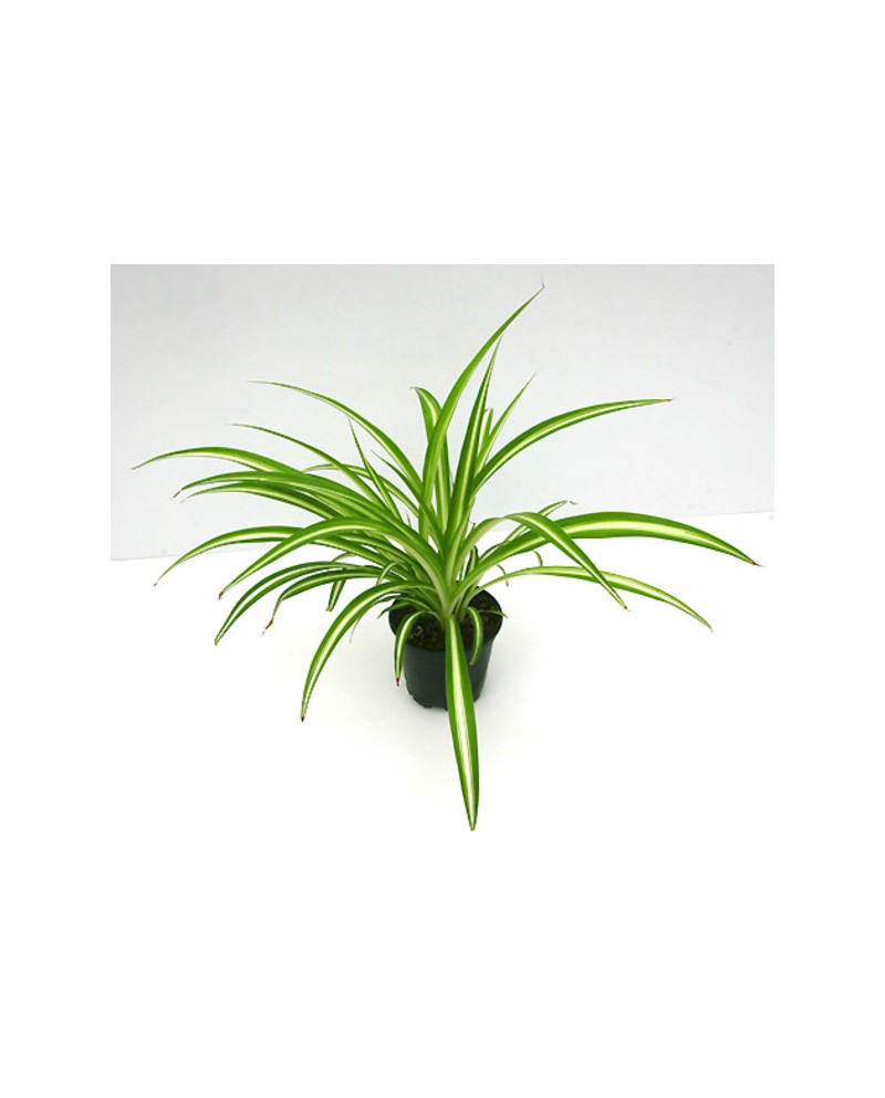 Chlorophytum m12                                  