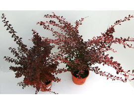 Berberis mix m19                                  