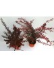 Berberis mix m19                                  