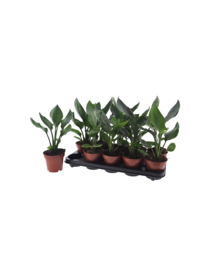 Sterlitzia reginae m13                            