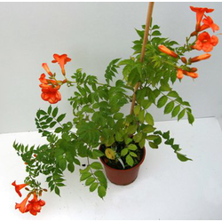 Bignonia injertada m18 60/80cm                    