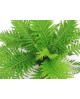 Blechnum gibbum m12                               