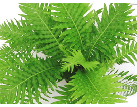 Blechnum gibbum m12                               