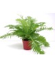 Blechnum gibbum m12                               