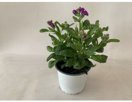 Aleli mix m13 (matthiola incana)                  