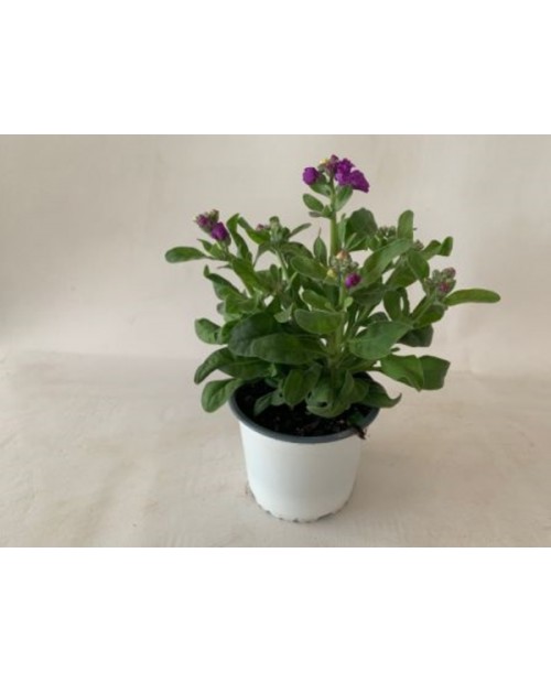 Aleli mix m13 (matthiola incana)                  