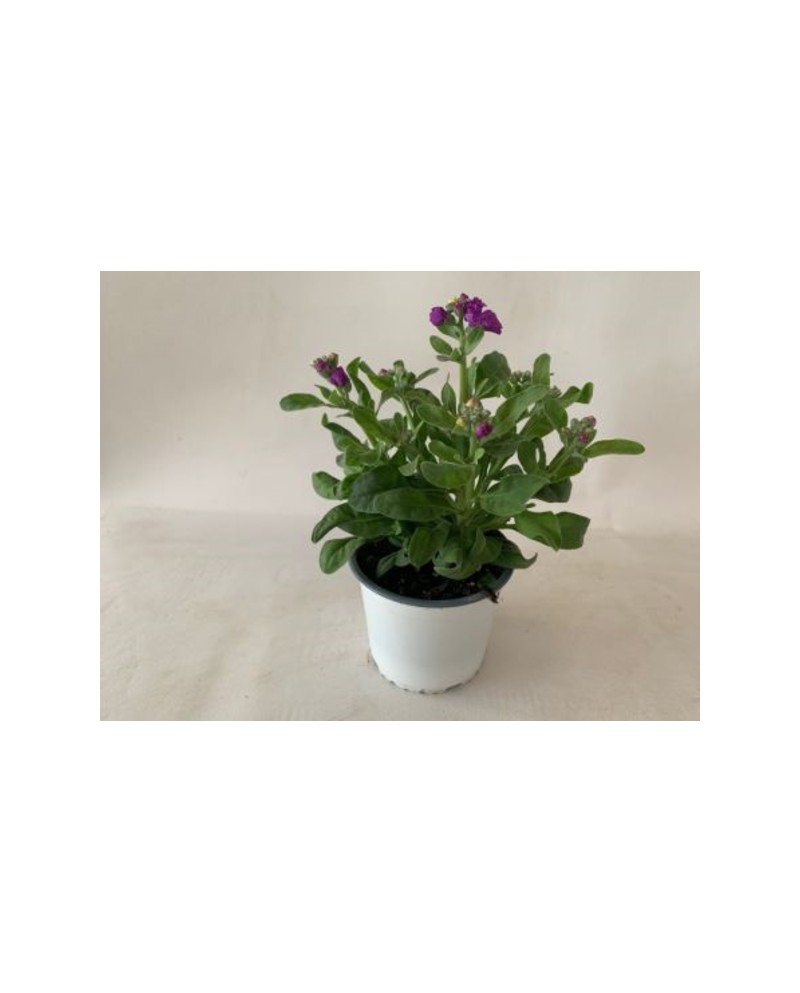 Aleli mix m13 (matthiola incana)                  