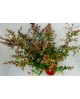 Abelia floribunda 10lt                            