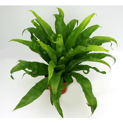 Asplenium antiqum 12                              