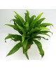 Asplenium antiqum 12                              