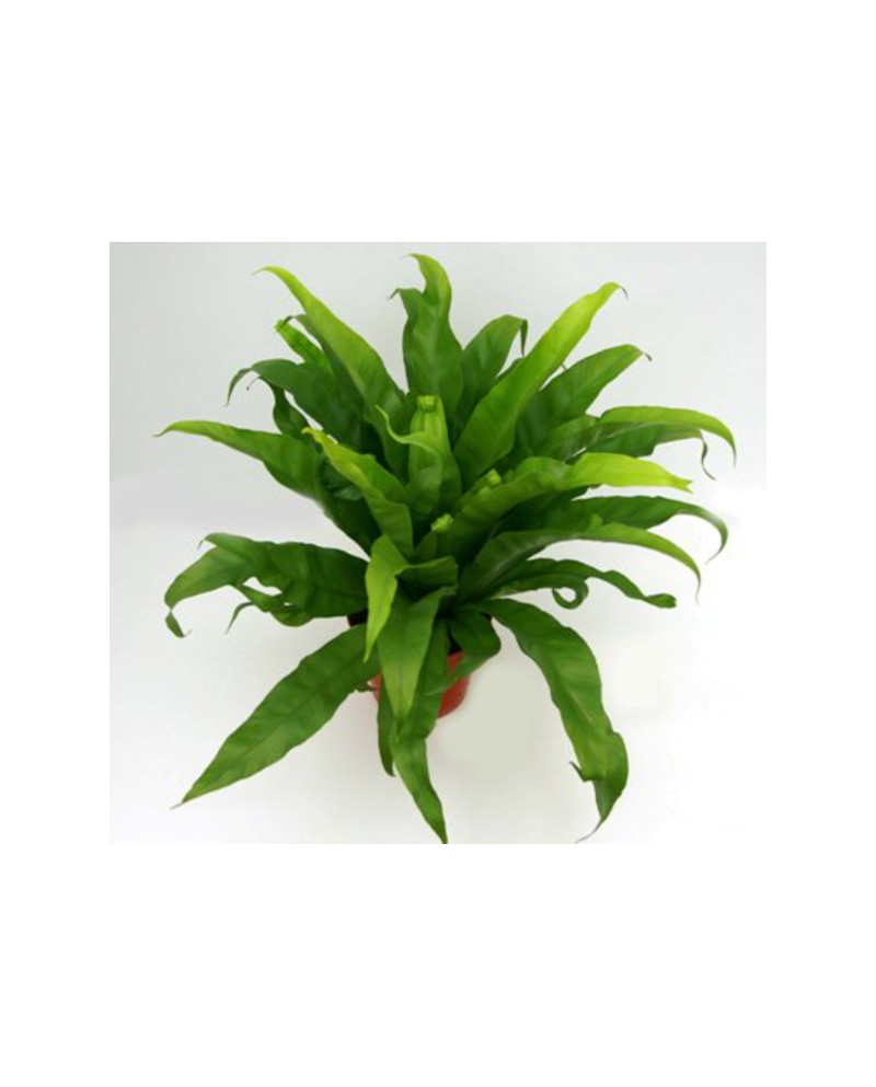 Asplenium antiqum 12                              