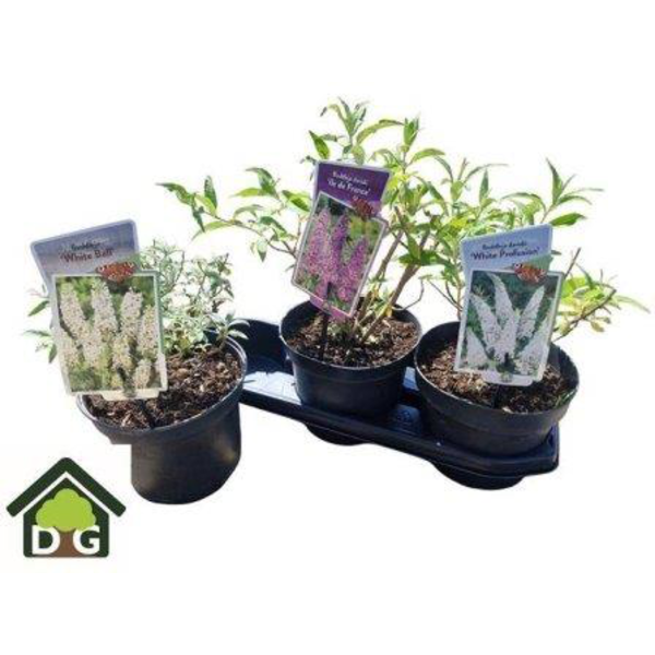 Buddleia 19                                       