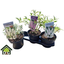 Buddleia 19                                       