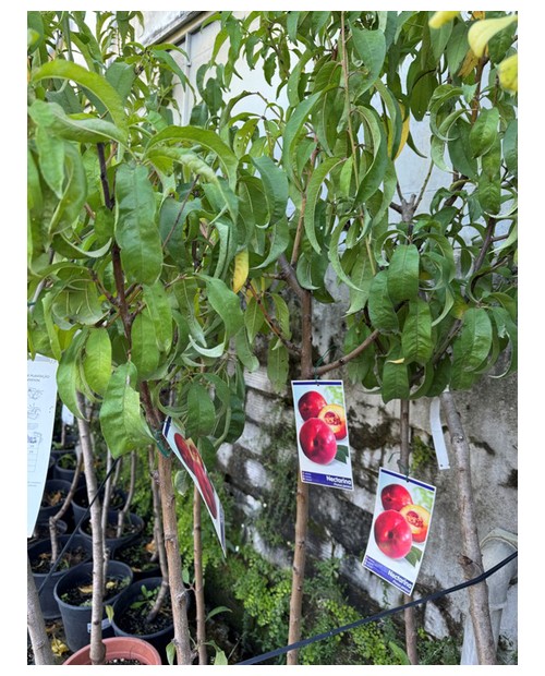 Frutal en maceta 6/8 m25                          