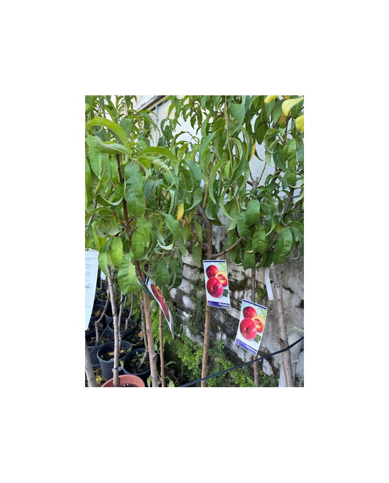 Frutal en maceta 6/8 m25                          