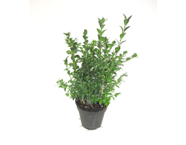 Buxus sempervivens m13 15/20cm                    