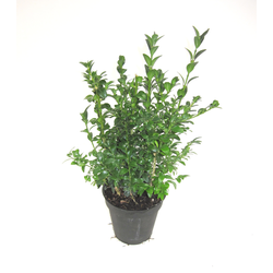 Buxus sempervivens m13 15/20cm                    