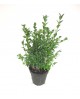 Buxus sempervivens m13 15/20cm                    