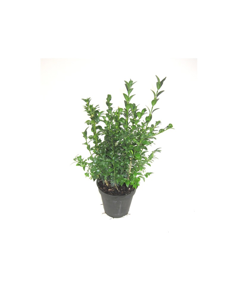 Buxus sempervivens m13 15/20cm                    