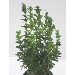 Buxus sempervivens m13 15/20cm                    