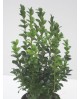 Buxus sempervivens m13 15/20cm                    