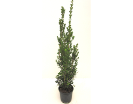 Buxus sempervivens 3lt 30/40                      