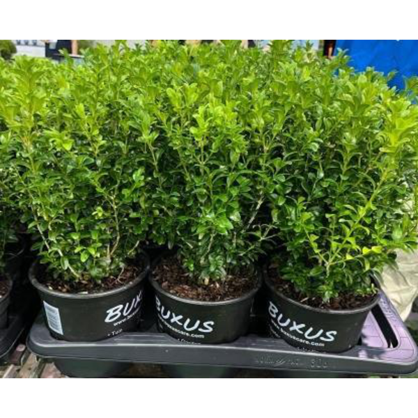 Buxus sempervivens m17 30/40cm                    
