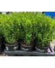 Buxus sempervivens m17 30/40cm                    
