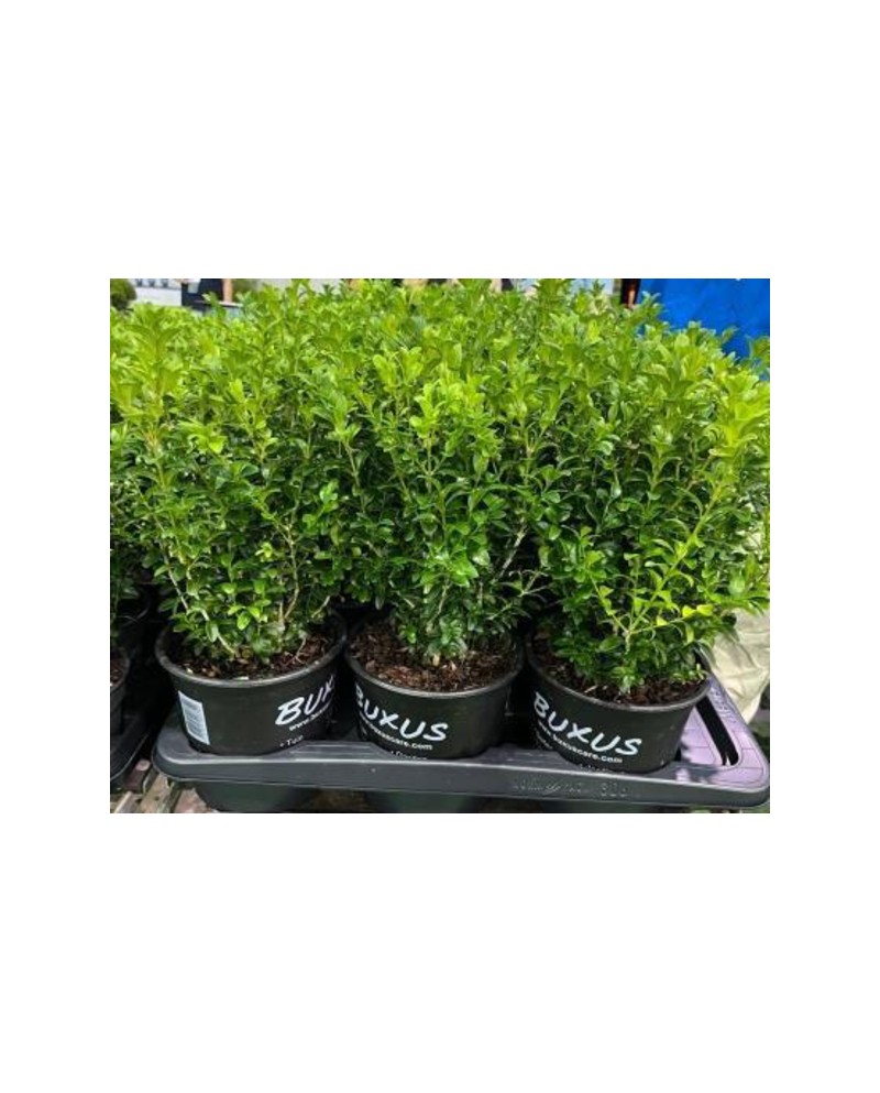 Buxus sempervivens m17 30/40cm                    