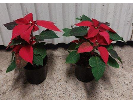 Poinsettia m14 oferta  E09-25-0008/               