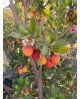 Arbutus unedo madroño 3lt 60/80                   