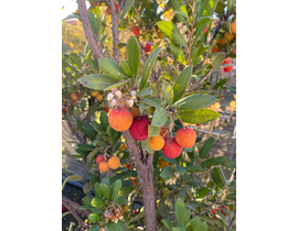 Arbutus unedo madroño 3lt 40/50                   