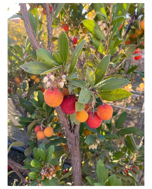 Arbutus unedo madroño 3lt 60/80                   