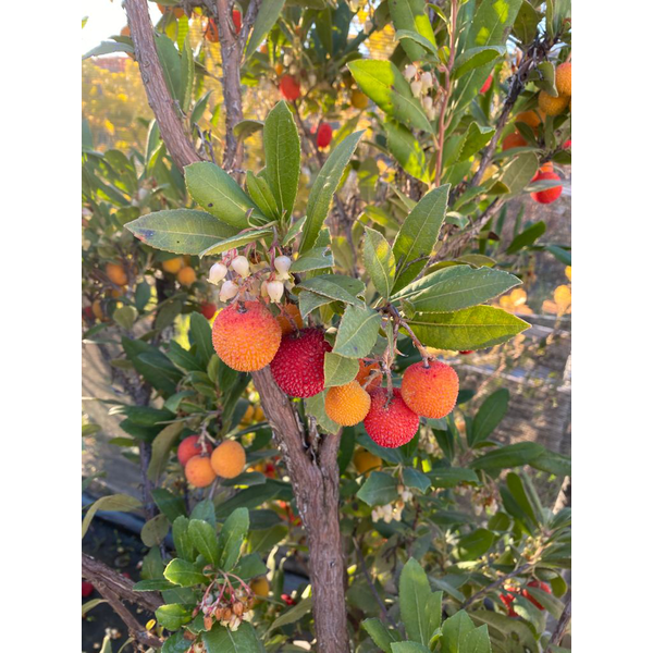 Arbutus unedo madroño 3lt 40/50                   