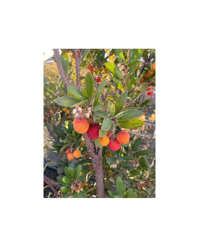 Arbutus unedo madroño 3lt 60/80                   